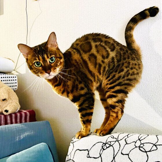 ベンガルのモカちゃん