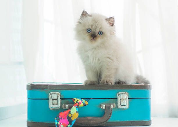 カバンの上の猫