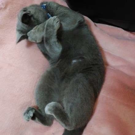 手を顔の前でクロスするロシアンブルー