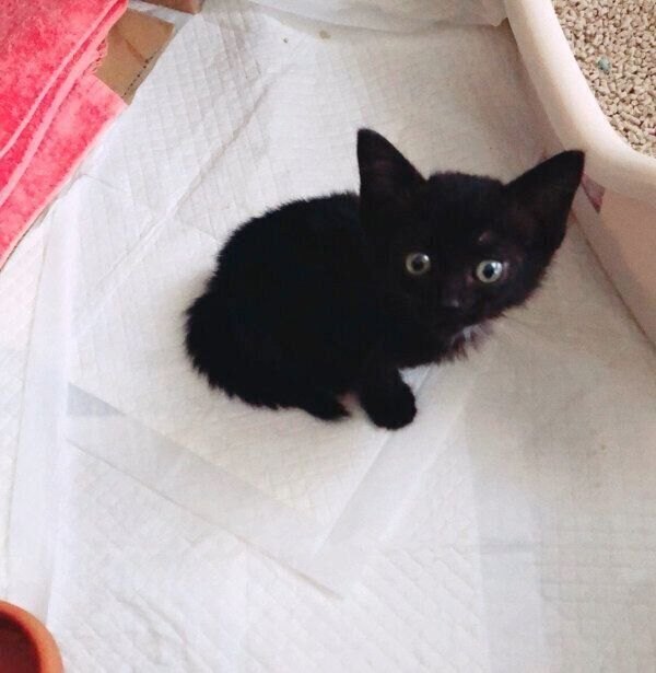 保護した頃のあんこちゃん