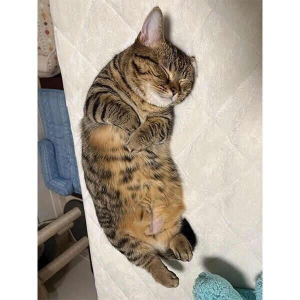 転がるもなちゃん