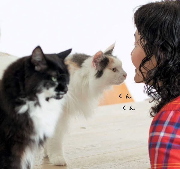 飼い主さんと猫