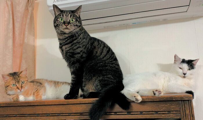 3匹の猫