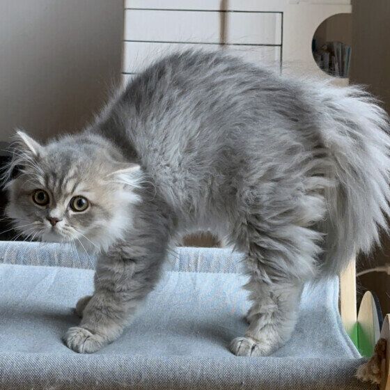 やんのかポーズをするラガマフィン