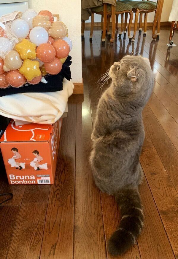 マンチカン立ちをするたこやきくん