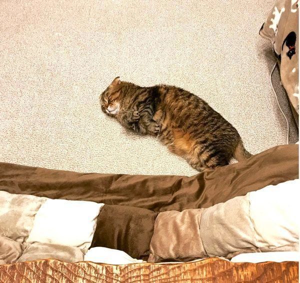 寝転がるスコティッシュフォールド