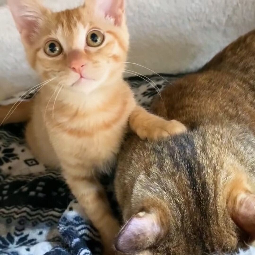 リタちゃんのチュウチュウを目撃したリクちゃん