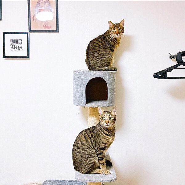 見つめるユンユンくん、ヤンヤンくん