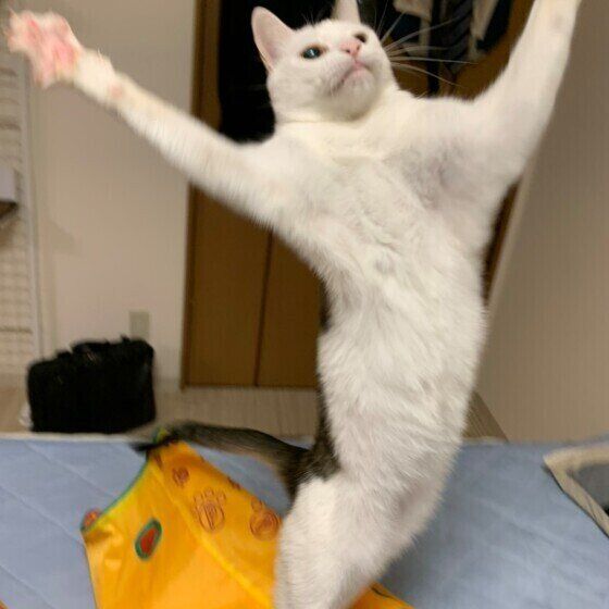 ジャンプする三毛猫