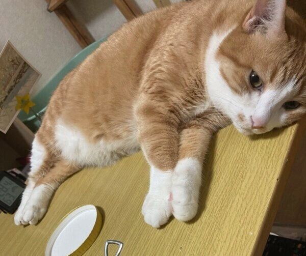 テーブルの上でくつろぐシャシャくん