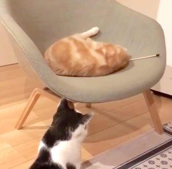 猫パイセンをガン見するブリティッシュショートヘア