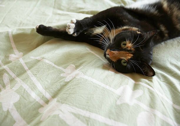 ベッドに横たわる猫