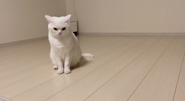 イカ耳になるしらたまくん