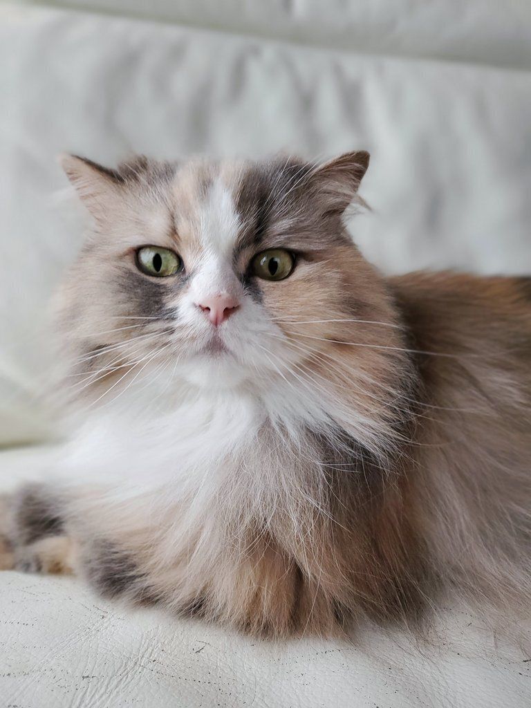 7才のサイベリアン