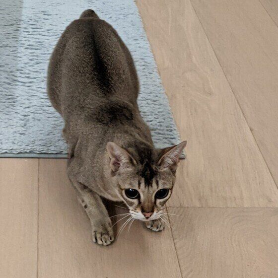 シンガプーラのまめ太郎くん