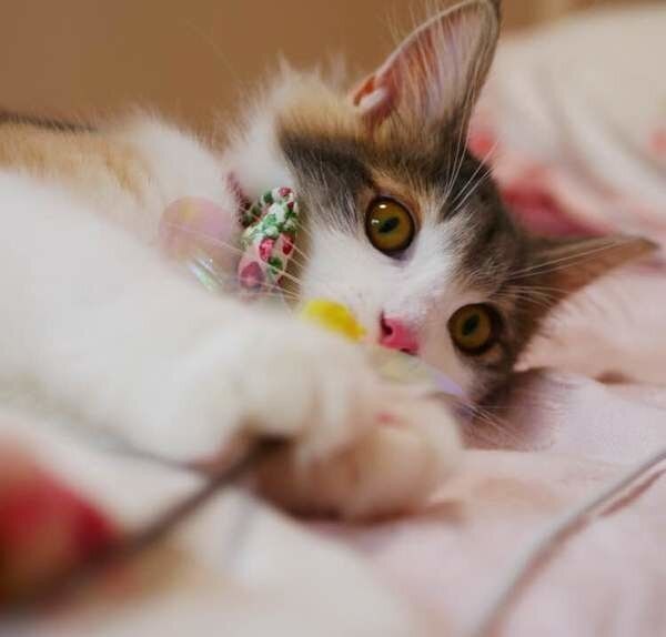 獣医師監修 子猫の便秘の原因と対策は 解消方法を写真で解説 ねこのきもちweb Magazine