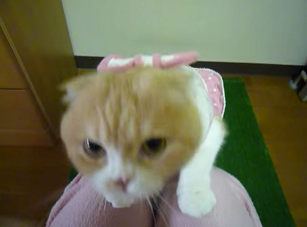 カメラに突撃する猫