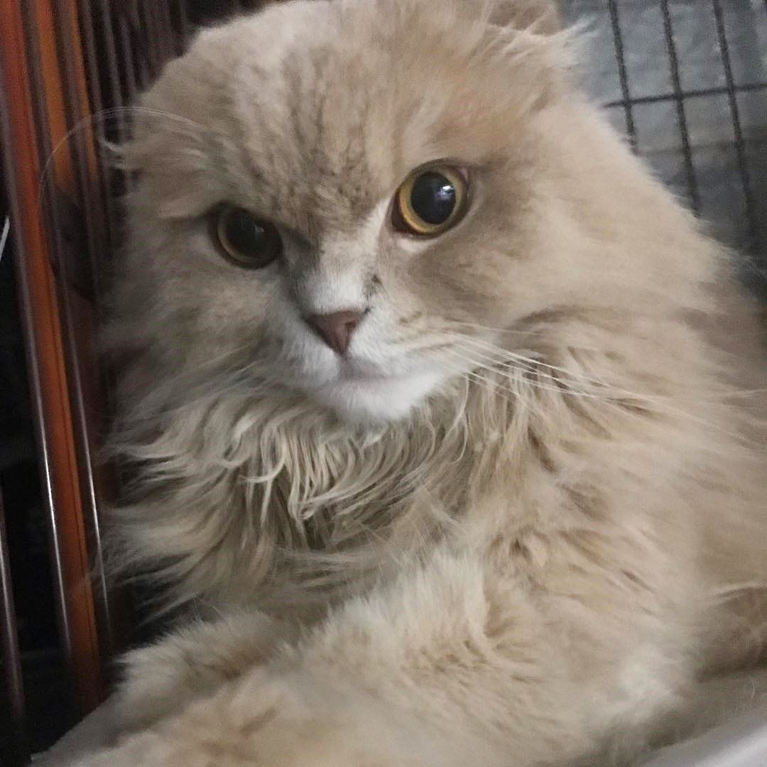 猫もちょいワルがかっこいい ワル猫 な猫たち ねこのきもちweb Magazine