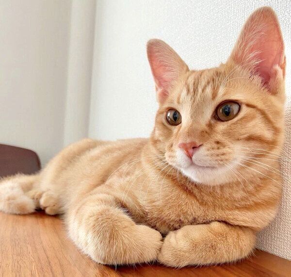 くつろぐみゃおちゃん