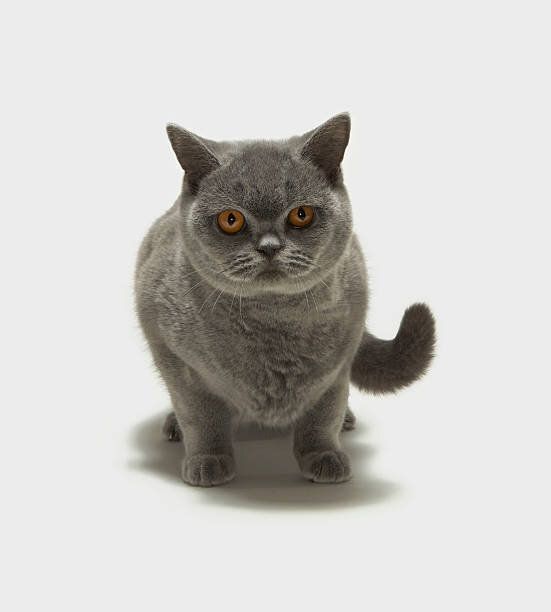 まっすぐ前を見る猫