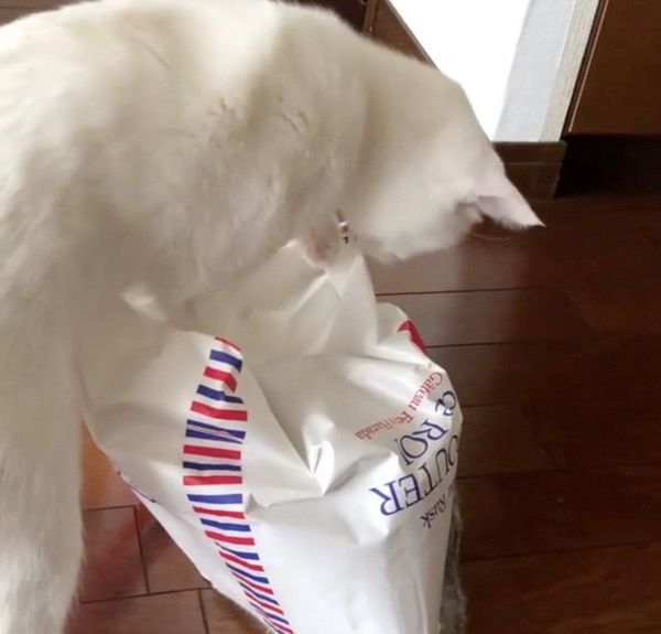 袋で遊ぶ猫