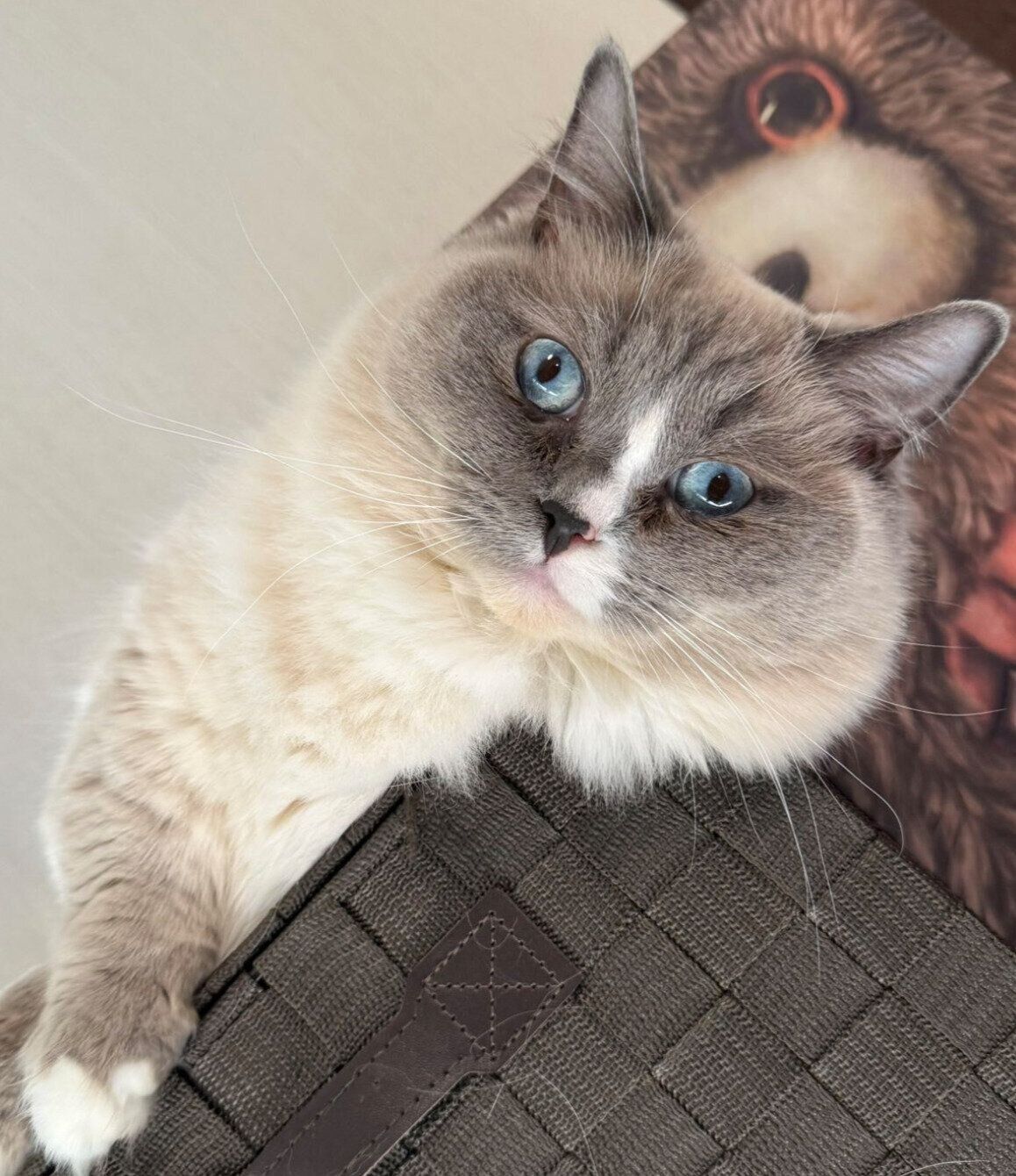 見つめるココくん