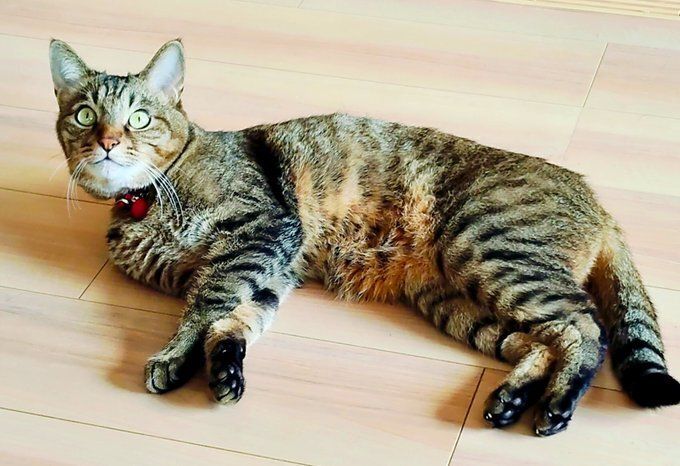 寝そべっている猫