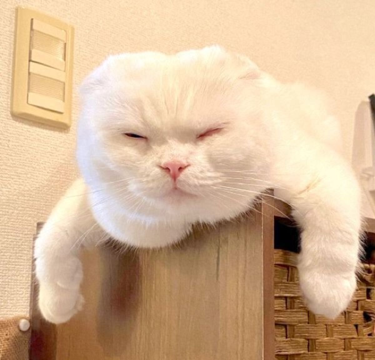 もしかして 見下されてる 蔑むような目で飼い主さんを見る猫 ねこのきもちweb Magazine もしかして 見下されてる 蔑むような目で飼い主さんを見る猫 ねこのきもちweb Magazine