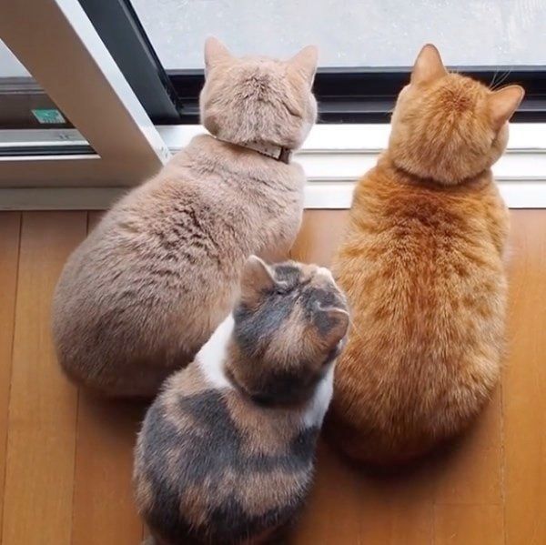 一歩下がるララちゃん