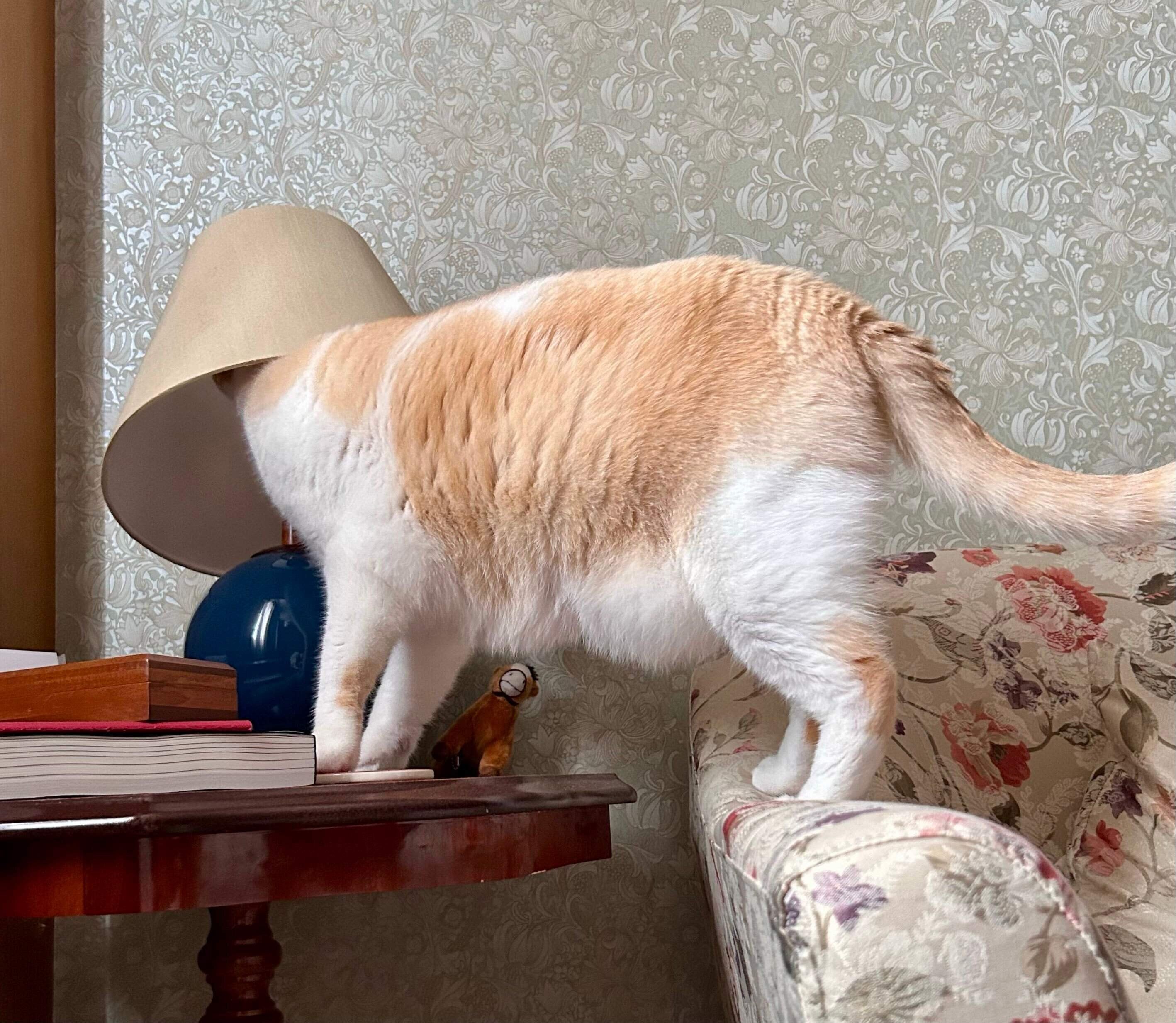 8才になったフィルくん