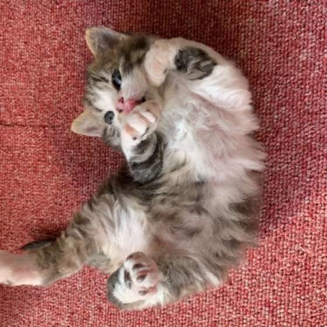 発情期の猫のソワソワ 飼い主さんが猫のためにできること ねこのきもちweb Magazine 発情期の猫のソワソワ 飼い主さんが猫のためにできること ねこのきもちweb Magazine