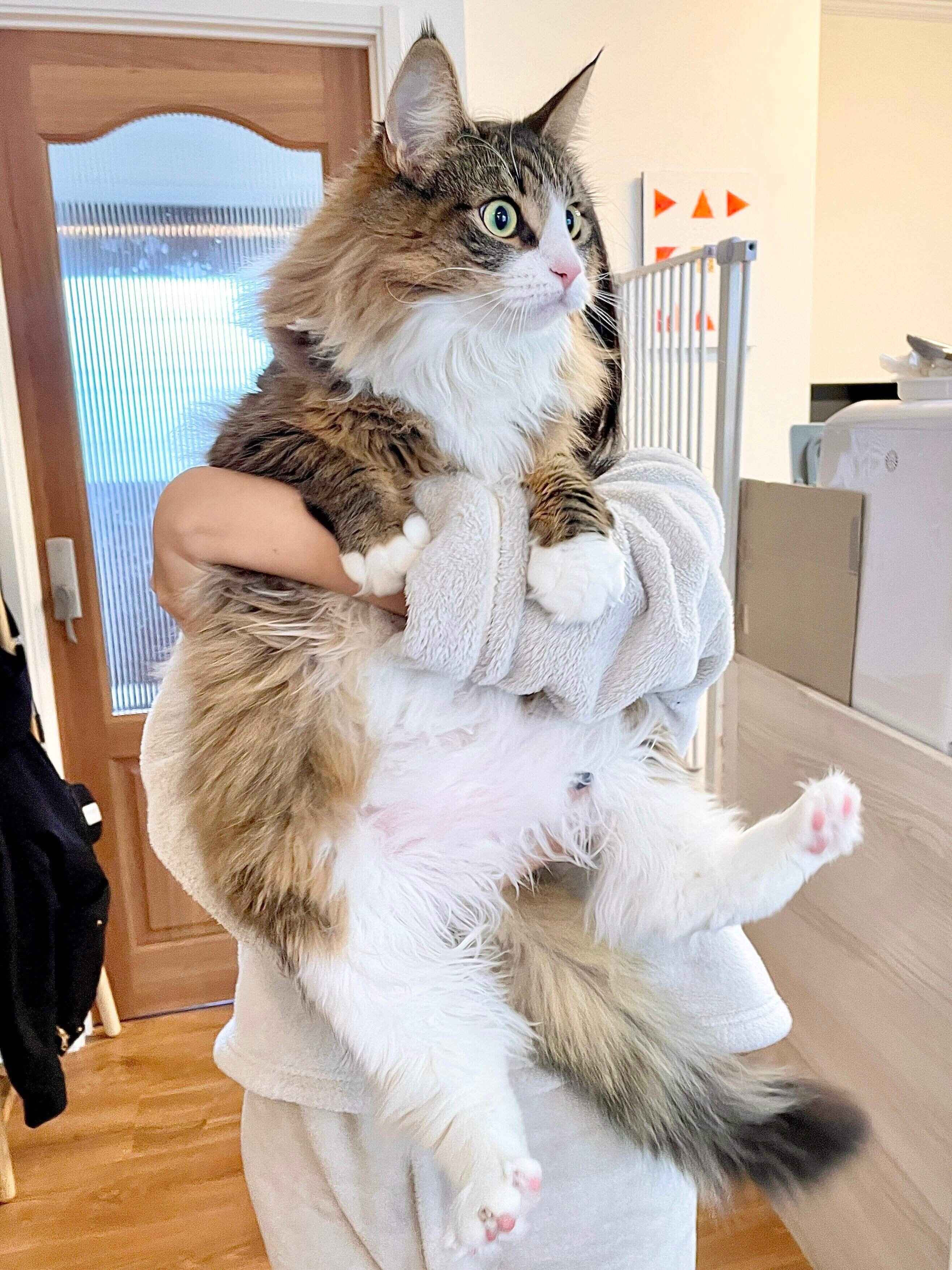 飼い主さんに抱っこされるしろあんちゃん