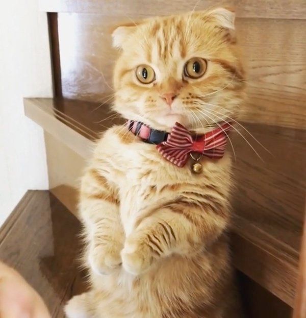 マンチカンの紅丸ちゃん