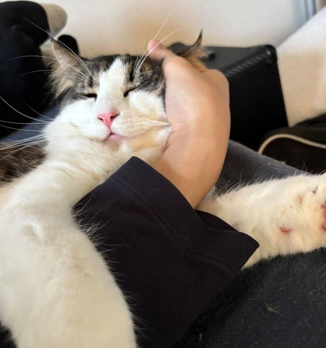 飼い主さんの腕に抱きつくネロくん
