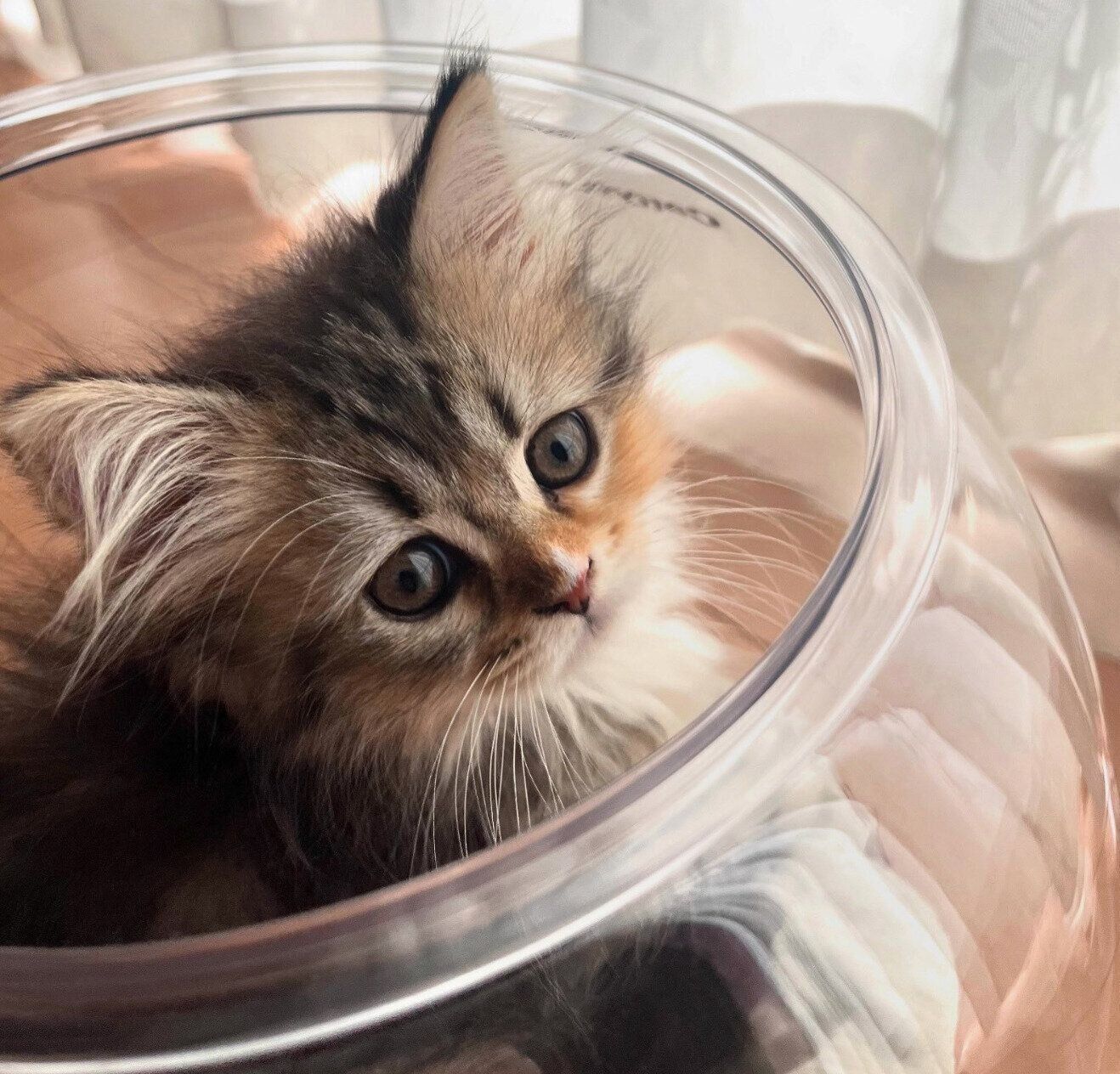 生後2カ月のころに撮影したりんちゃん