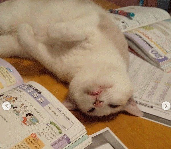 宿題をしているか見張る猫