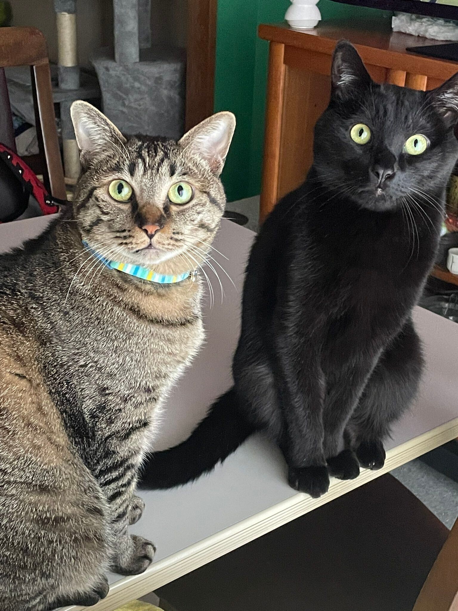 机の上に乗っている2匹の猫