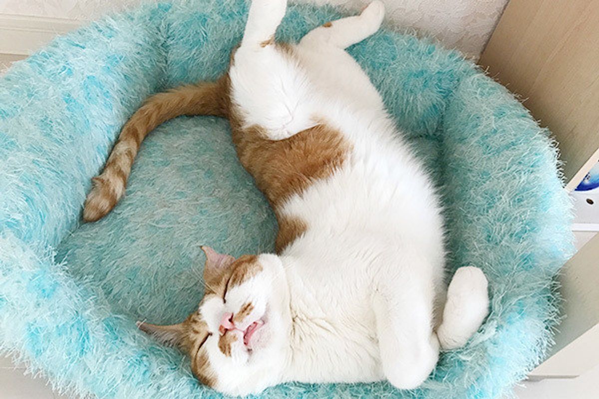 愛猫が口を開けて呼吸しているのは要注意 心臓や呼吸器系に問題かも ねこのきもちweb Magazine 愛猫が口を開けて呼吸しているのは要注意 心臓や呼吸器系に問題かも ねこのきもちweb Magazine