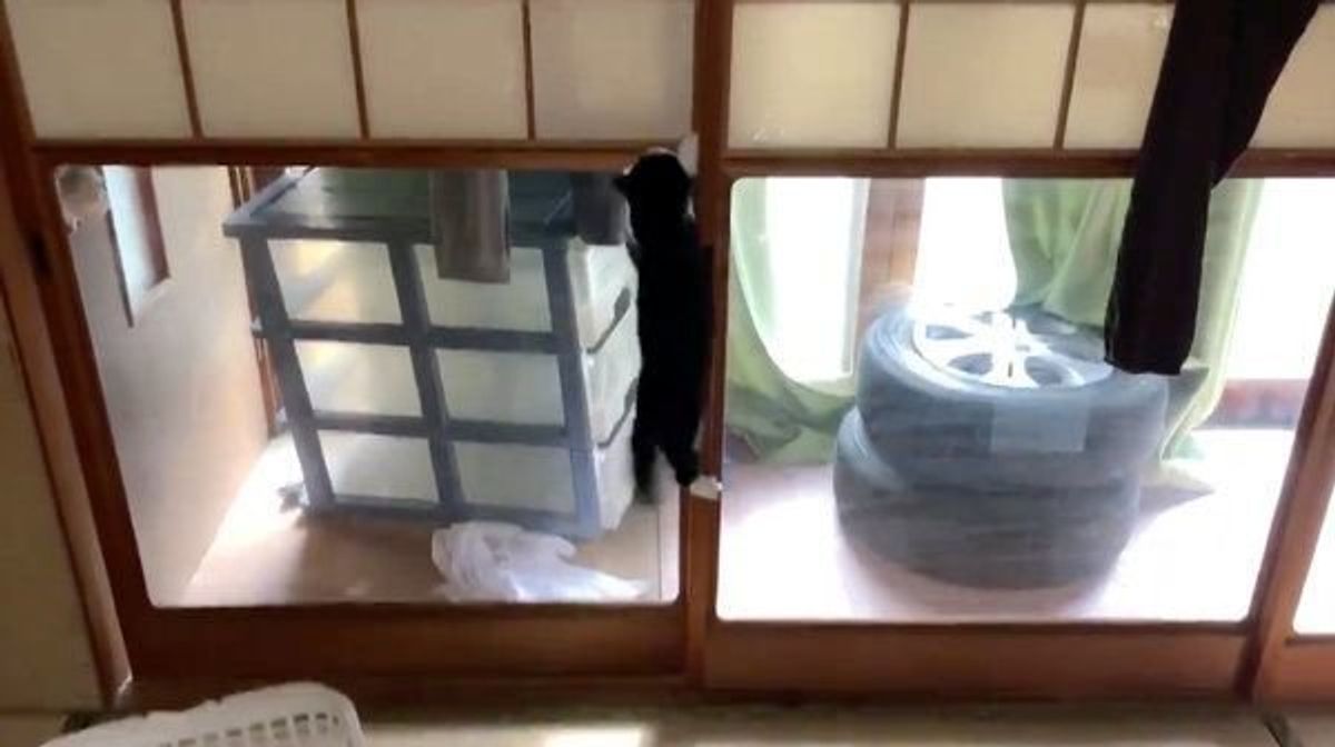ダイナミックすぎる 猫が障子をビリビリにする過程 に思わず爆笑 ねこのきもちweb Magazine ダイナミックすぎる 猫が障子をビリビリにする過程 に思わず爆笑 ねこのきもちweb Magazine