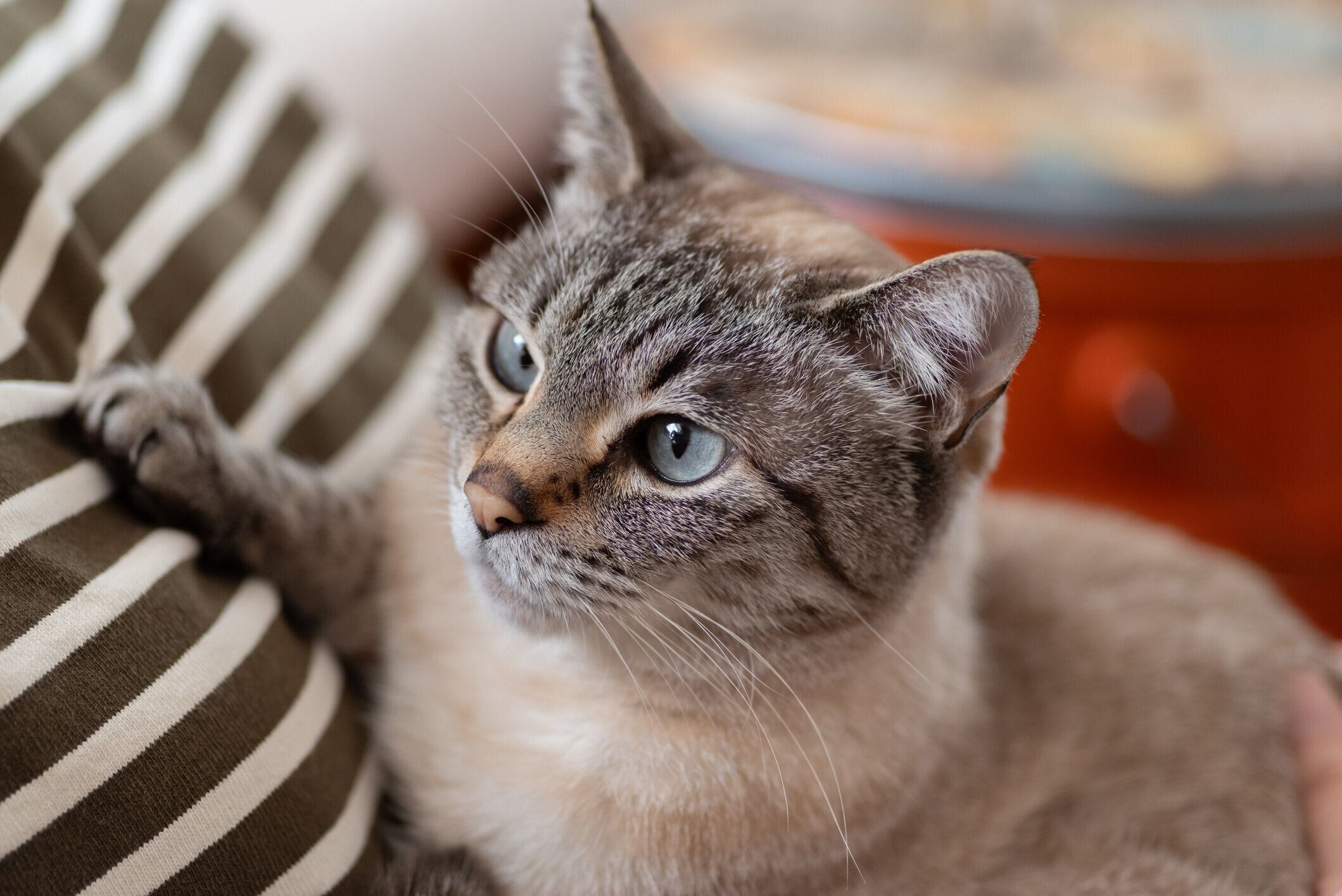 抱っこされている猫