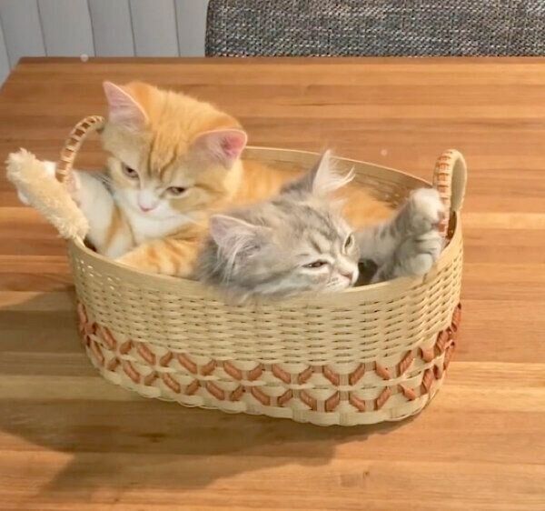 カゴの中でギュウギュウになるテテくんとモモちゃん