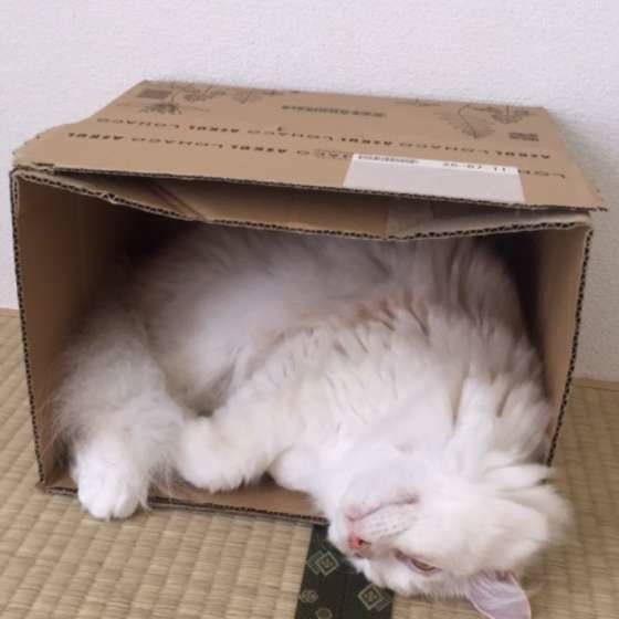 ダンボールに入るメインクーン