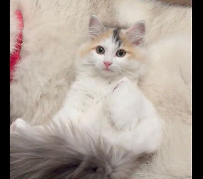リラックスした様子のミケちゃん