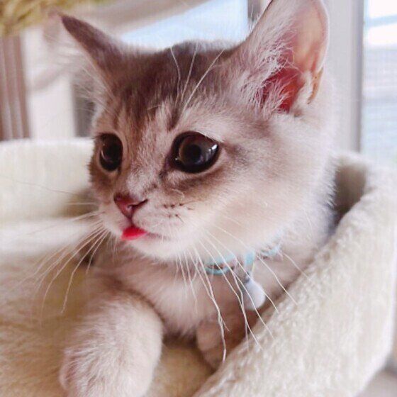 ブリティッシュショートヘアの丸虎くん