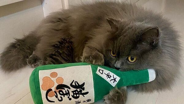 「酒瓶キッカー」を抱える猫