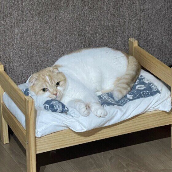 スコティッシュフォールドのレオくん