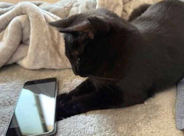 スマホを見つめるシャオくん