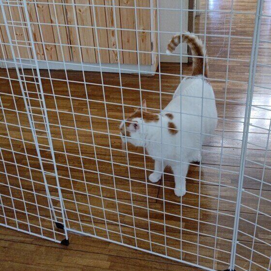 柵の向こうの猫