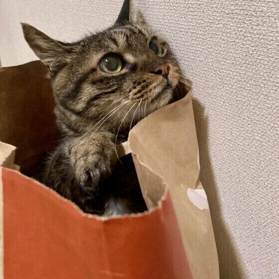 MIXキジトラの次ちゃん 