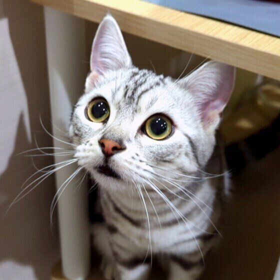 アメリカンショートヘアのゆ吉くん